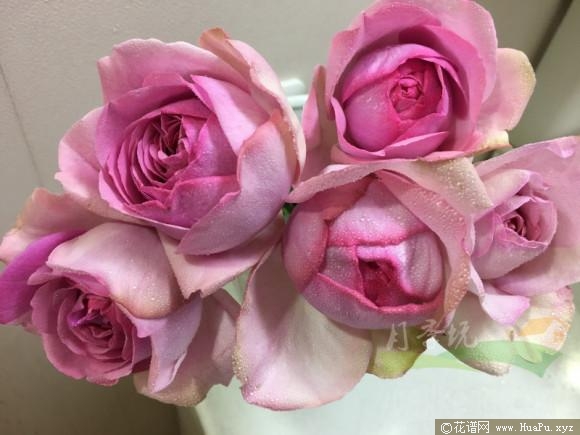 伊芙玫瑰香水月季的优缺点