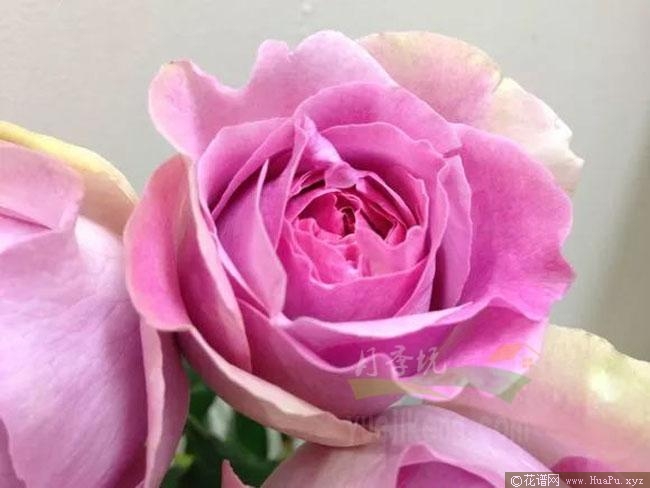 伊芙珍妮洛德月季的优缺点