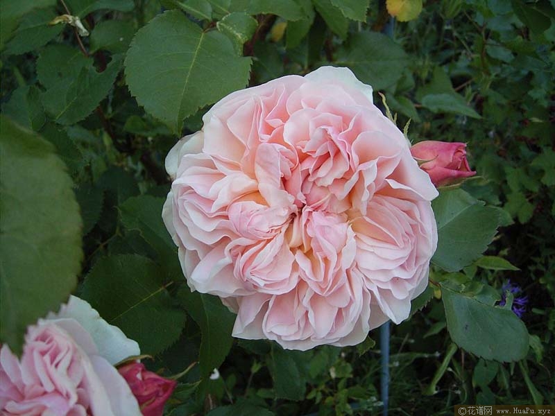 伊芙琳月季的优缺点