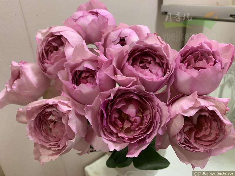 伊芙甜蜜/甜蜜伯爵月季的优缺点