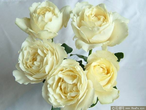 伊芙白法师月季的优缺点