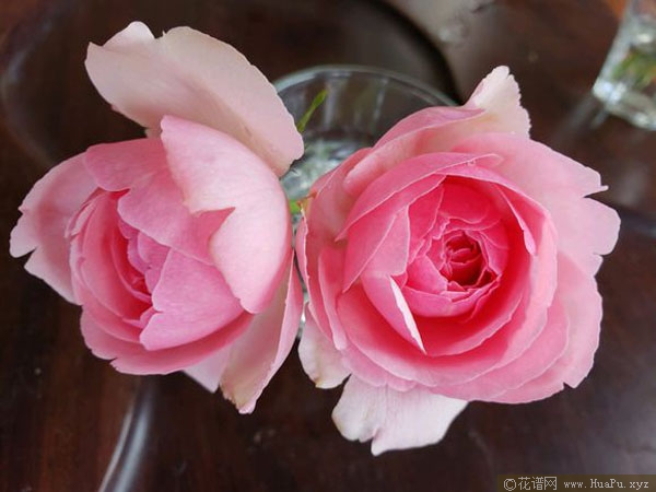 伊芙米欧拉月季的优缺点