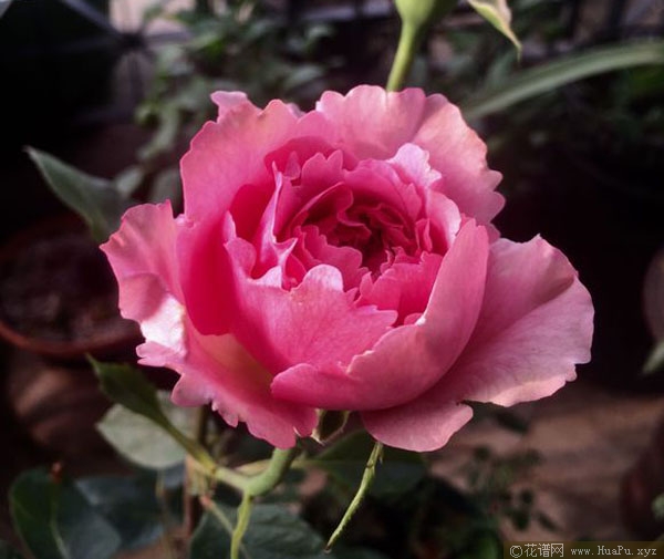 伊芙米欧拉月季的优缺点