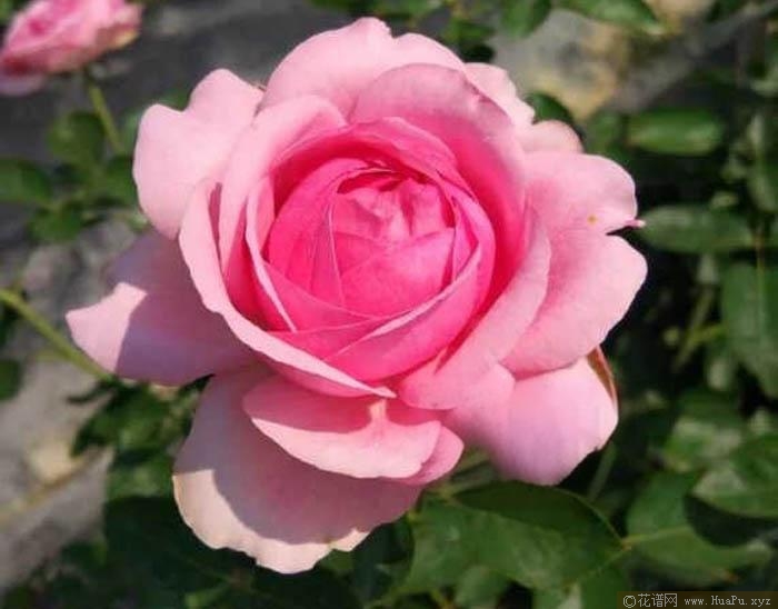 伊芙粉红月季的优缺点