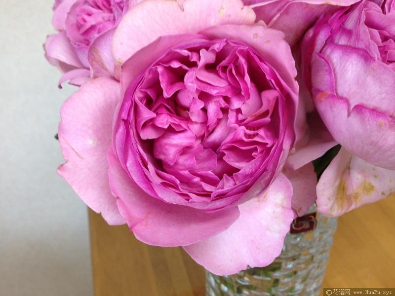 伊芙索菲亚月季的优缺点