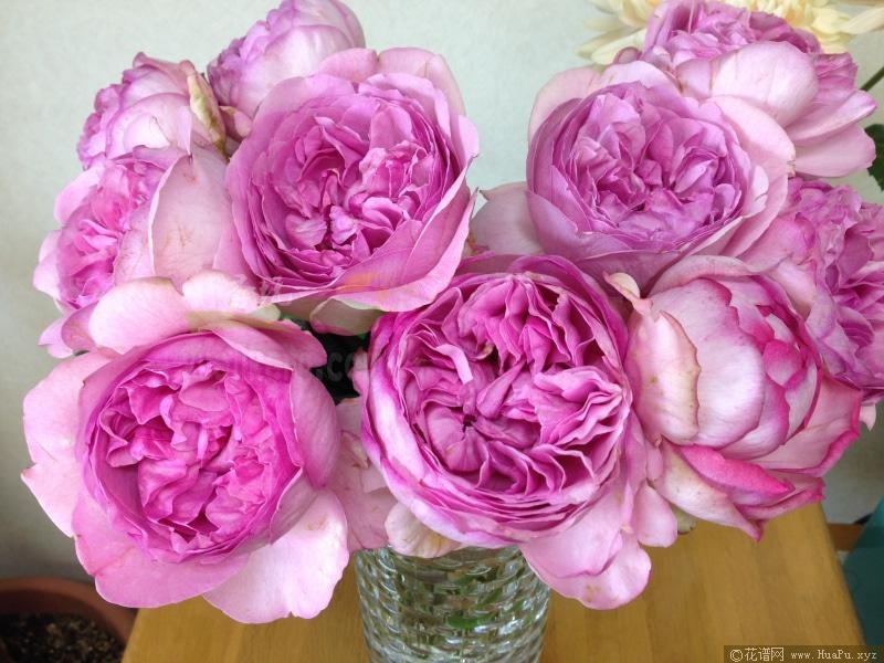 伊芙索菲亚月季的优缺点