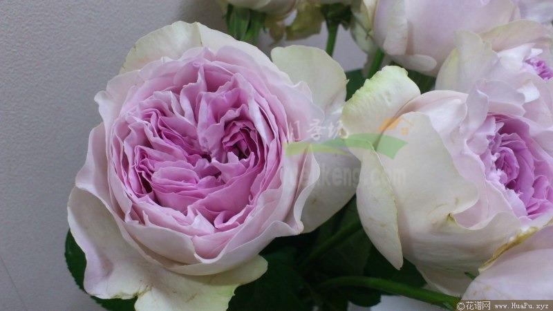 伊芙紫苑月季的优缺点