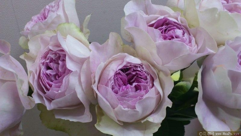 伊芙紫苑月季的优缺点