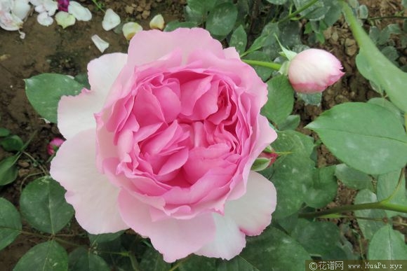 伊芙繁华都市月季的优缺点