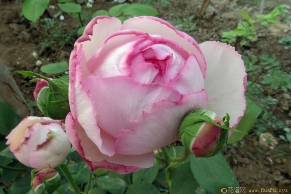 伊芙繁华都市月季的优缺点
