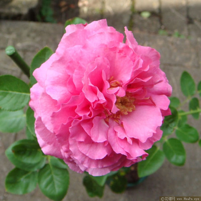 伊芙红色伯爵月季的优缺点