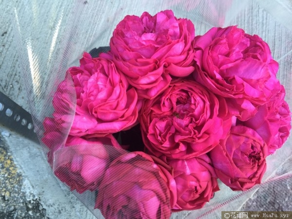 伊芙红色月季的优缺点