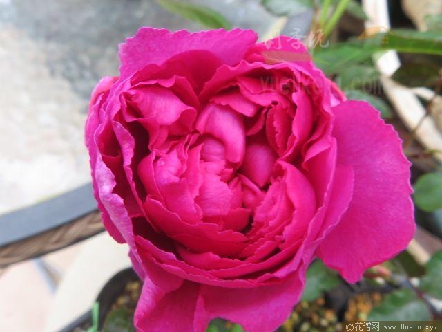 伊芙胭脂香水月季的优缺点