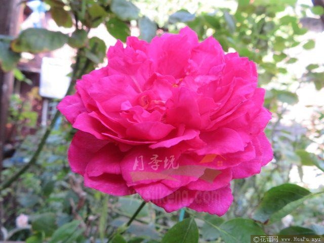 伊芙胭脂香水月季的优缺点