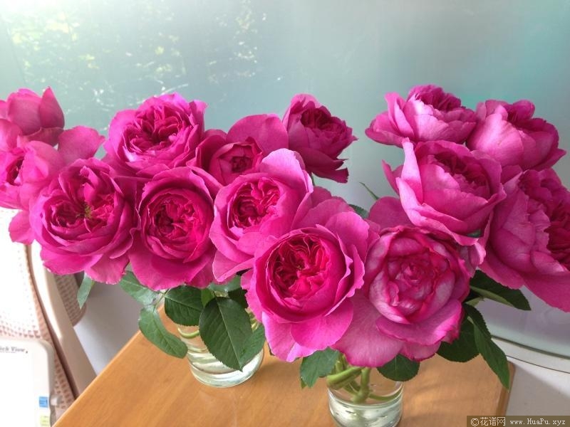 伊芙花环月季的优缺点