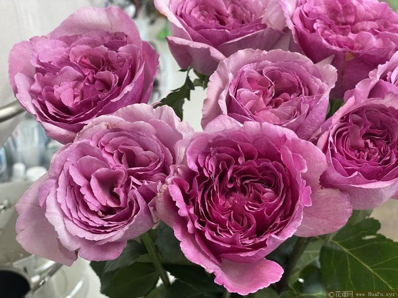 伊芙芳香世家月季的优缺点