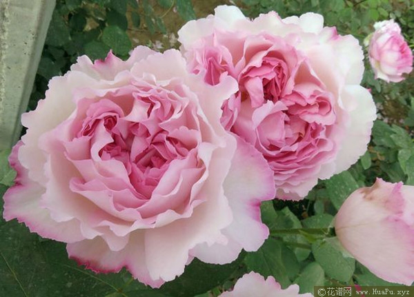 伊芙芳香催眠月季的优缺点
