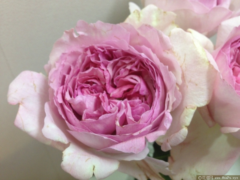 伊芙芳香喷泉月季的优缺点