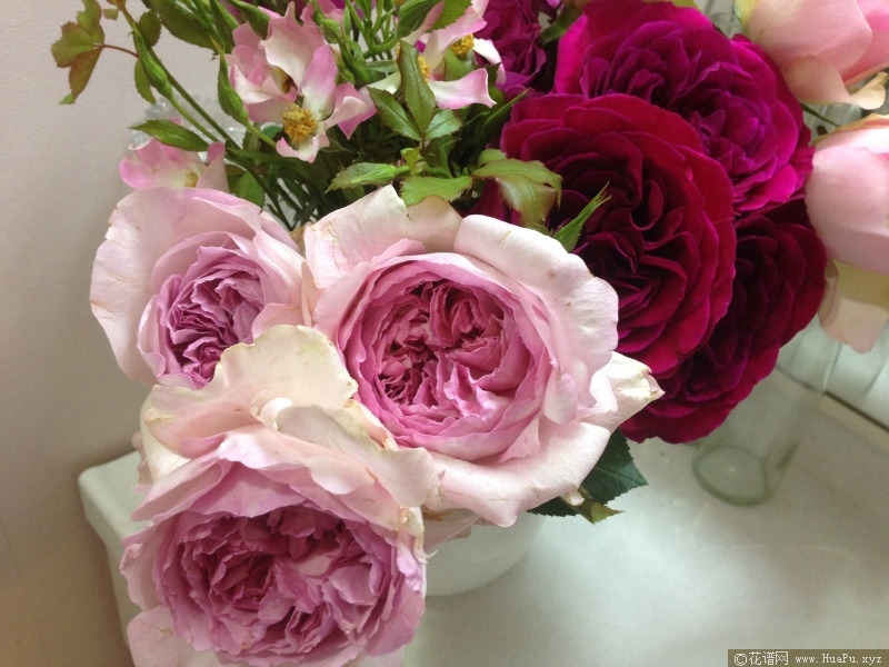 伊芙芳香喷泉月季的优缺点