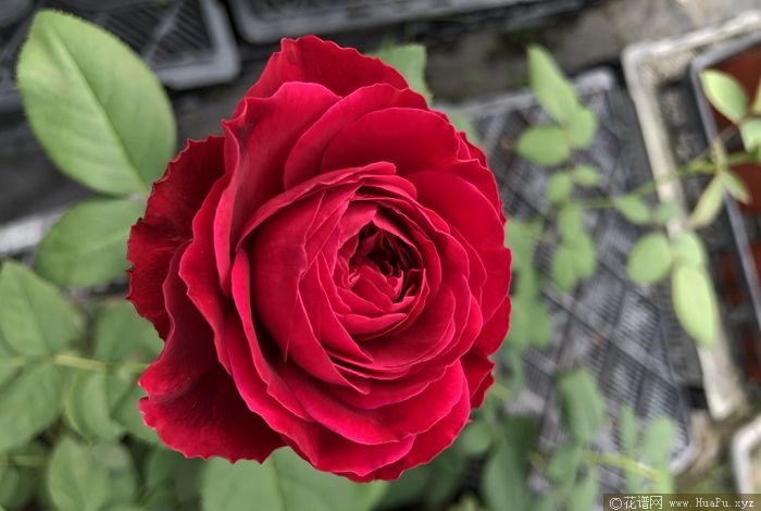 伊芙芳香花园/花园香水/情迷芳香月季的优缺点