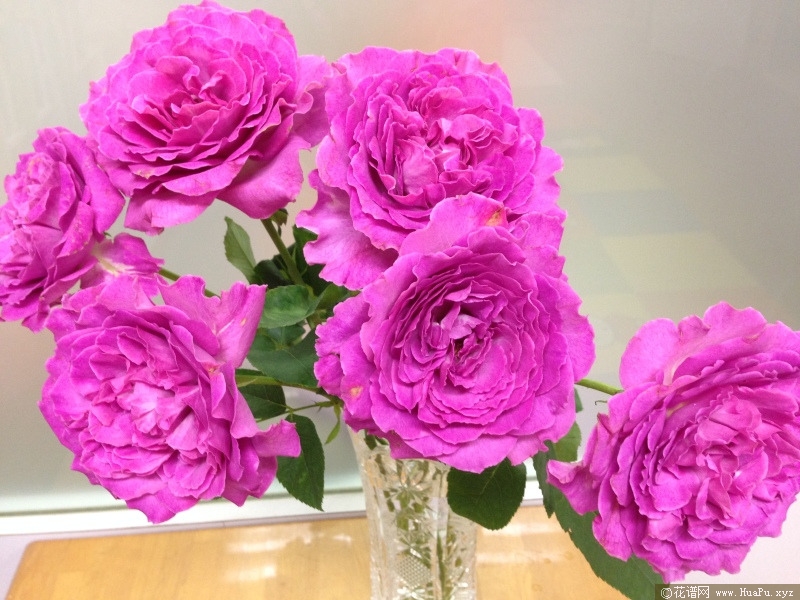 伊芙蓝宝石月季的优缺点