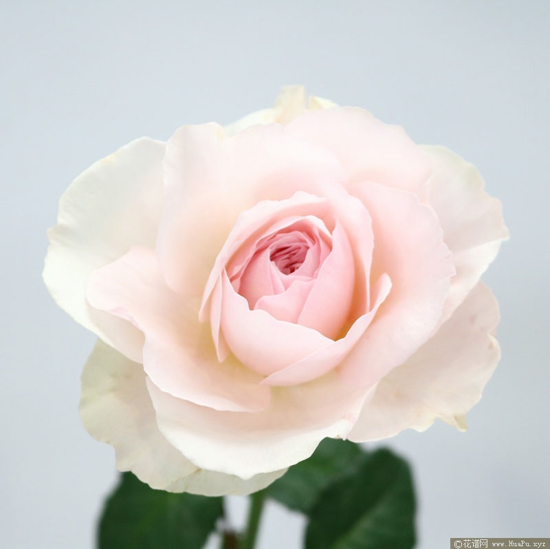 伊芙许愿之心/伊芙心愿月季的优缺点