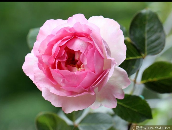 伊芙贵族香水月季的优缺点