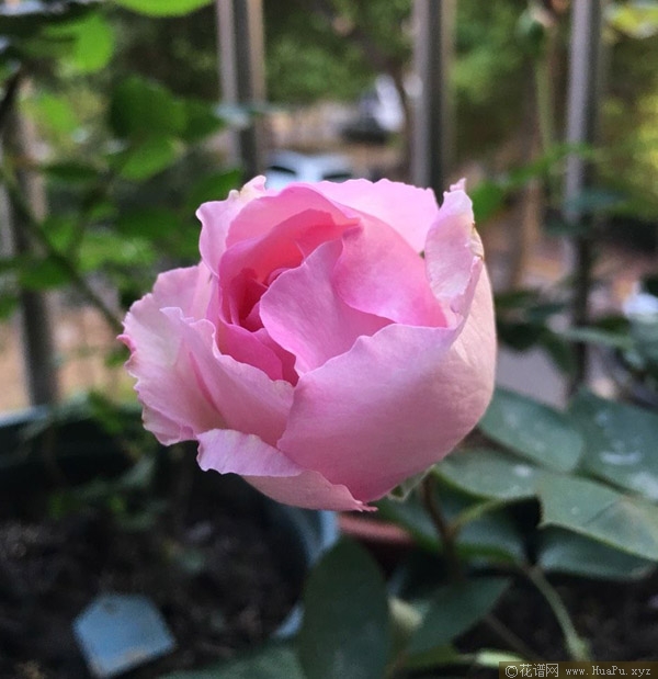 伊芙贵族香水月季的优缺点