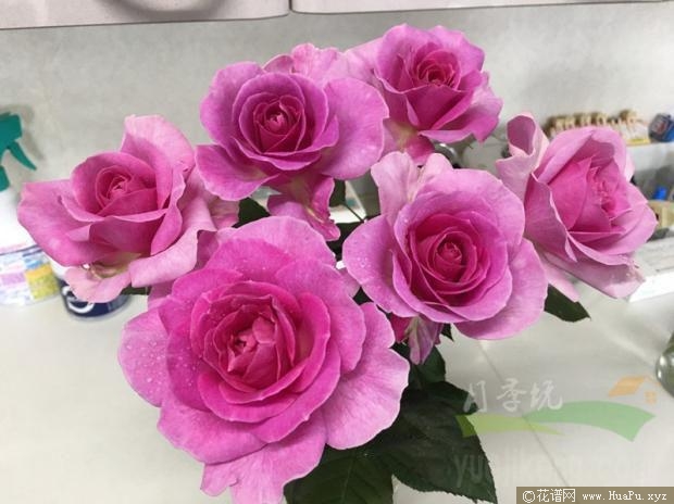 伊芙起风了月季的优缺点