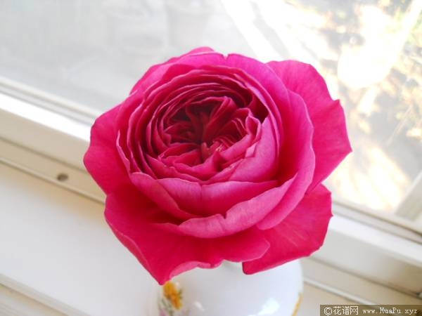 伊芙酒窖月季的优缺点