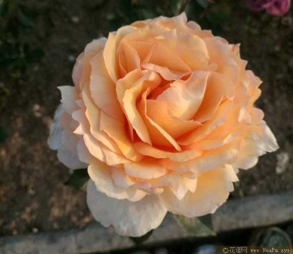 伊芙金伯爵／金色伊芙伯爵月季的优缺点