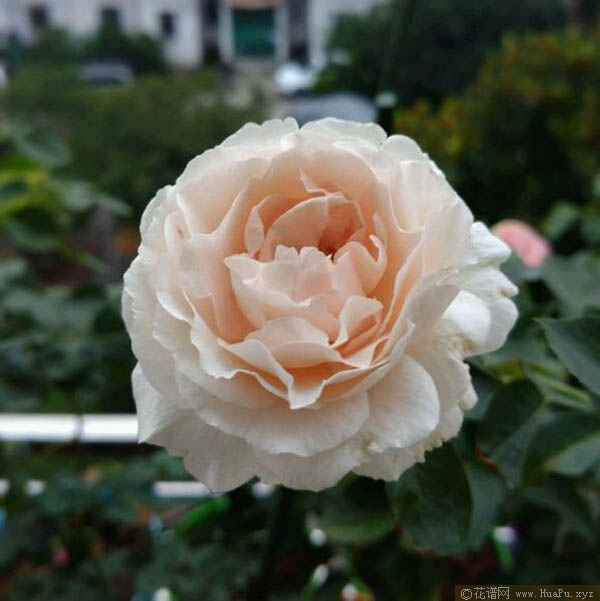 伊芙钱特玛丽/幻梦月季的优缺点