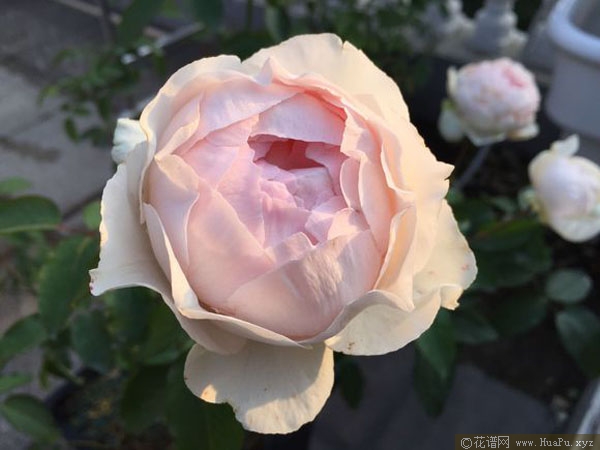 伊芙钱特玛丽/幻梦月季的优缺点