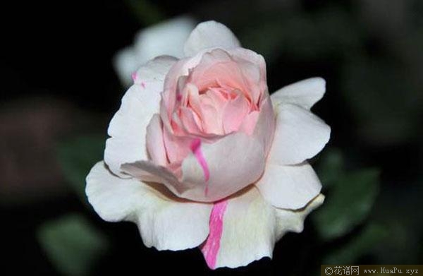 伊芙银色/伊芙·席尔瓦月季的优缺点