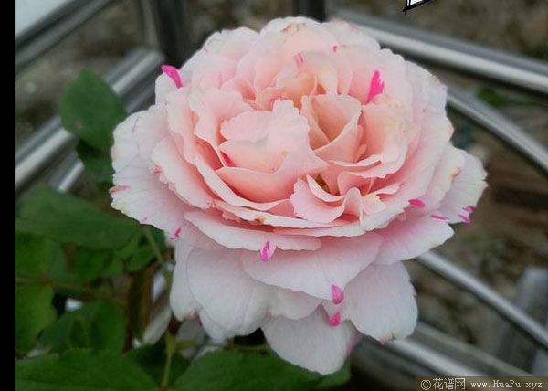 伊芙银色/伊芙·席尔瓦月季的优缺点