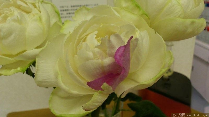 伊芙雪之香水/白雪香水月季的优缺点