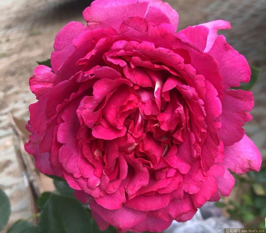 伊芙风玛丽月季的优缺点