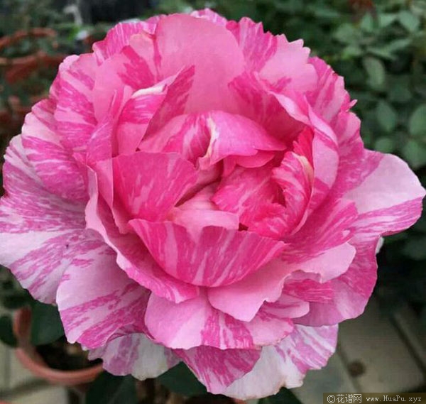 伊芙飞溅月季的优缺点