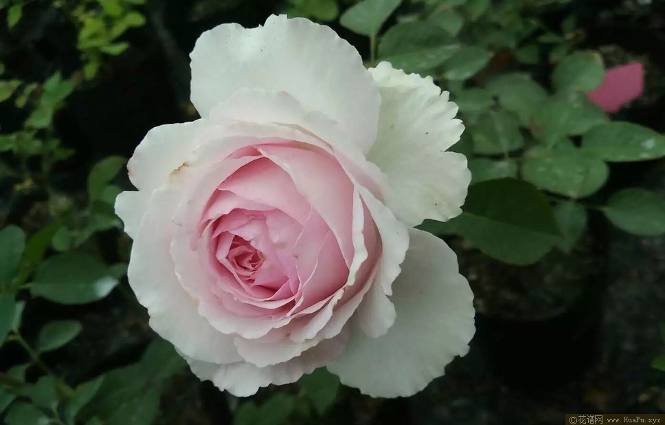 伊芙马蒂诺风琴月季的优缺点