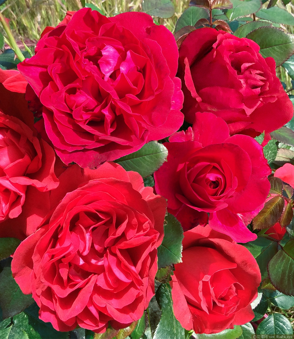 伏旧园之花月季的优缺点