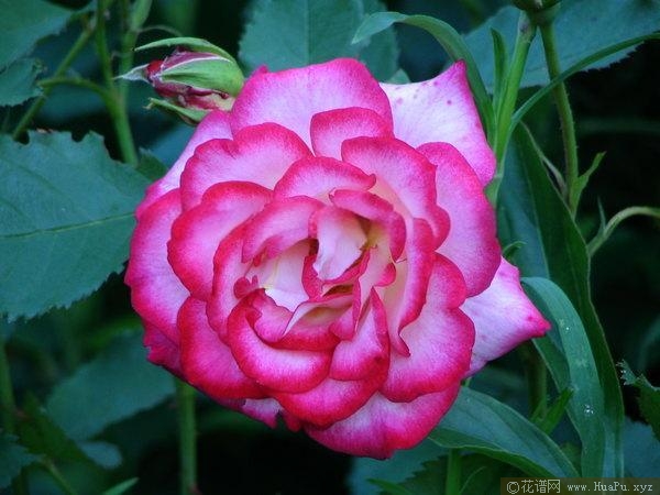 伦特娜月季的优缺点