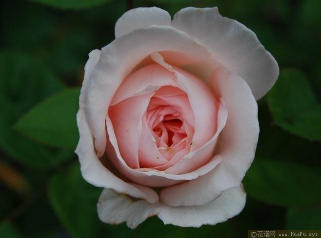 修道士月季的优缺点