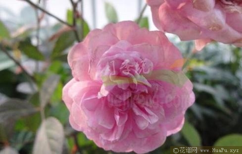 冬梅月季的优缺点