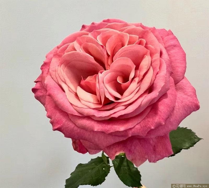 切花粉之妍月季的优缺点