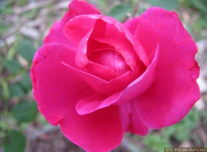 初日芙蓉月季的优缺点