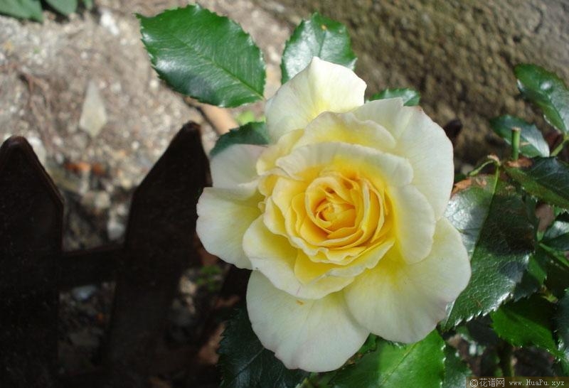 勒沃库森/莱沃库森月季的优缺点