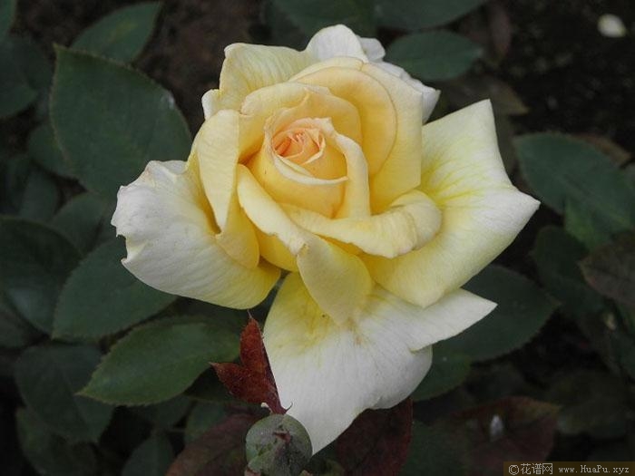 北斗/黑克吐月季的优缺点