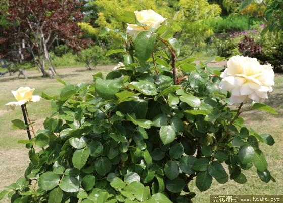 北方香水月季的优缺点