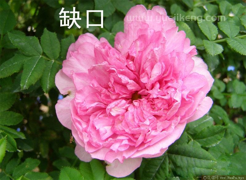 十六夜蔷薇/缫丝花/刺梨月季的优缺点