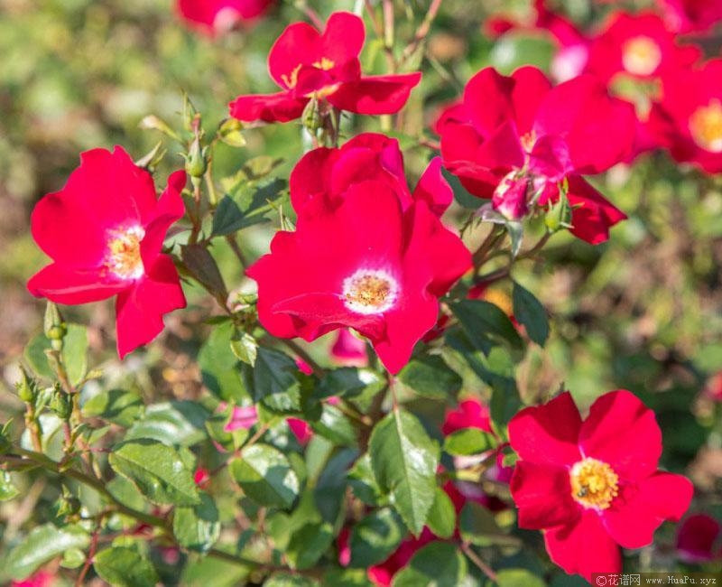 友好红色月季的优缺点